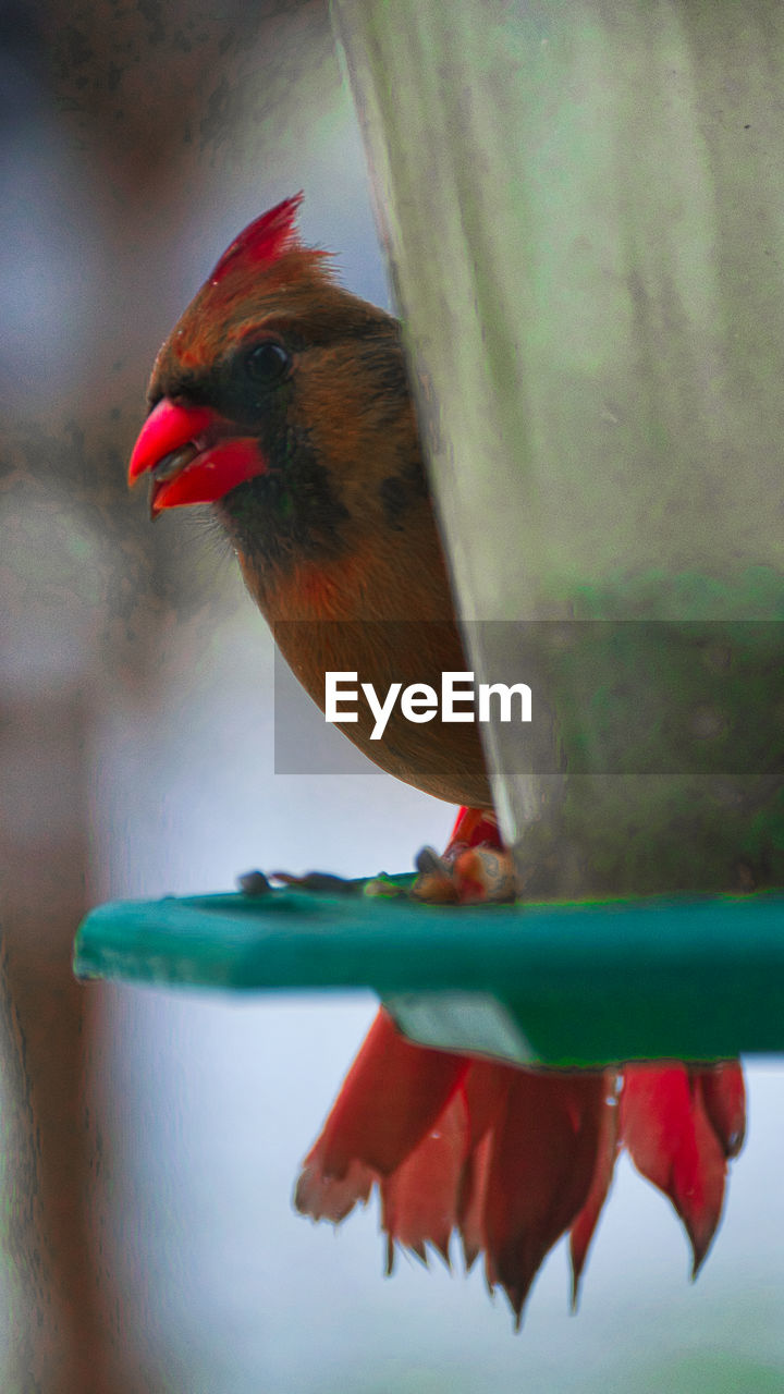 CLOSE-UP OF BIRD PERCHING ON FEEDER AT NIGHT