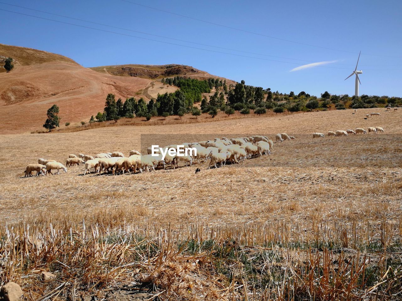 SHEEP ON FIELD AGAINST CLEAR SKY