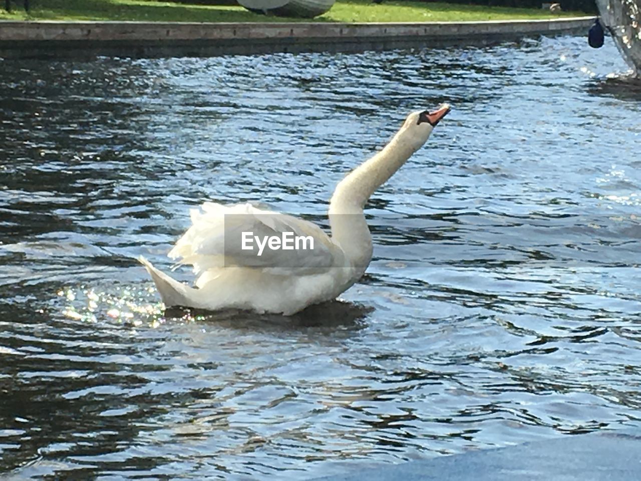 SWAN SWIMMING ON LAKE