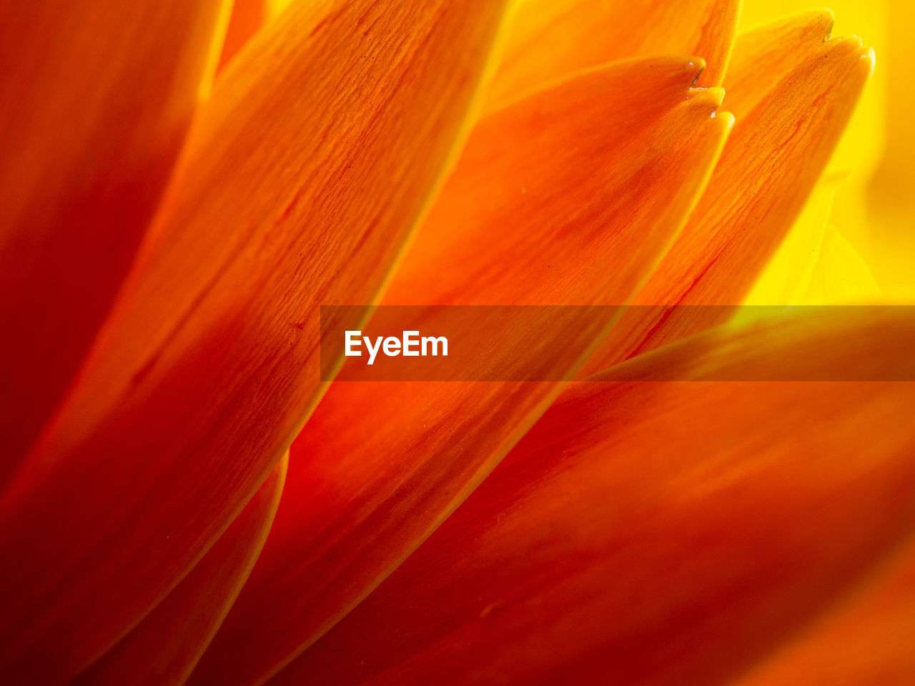 Macro shot of orange flower petal