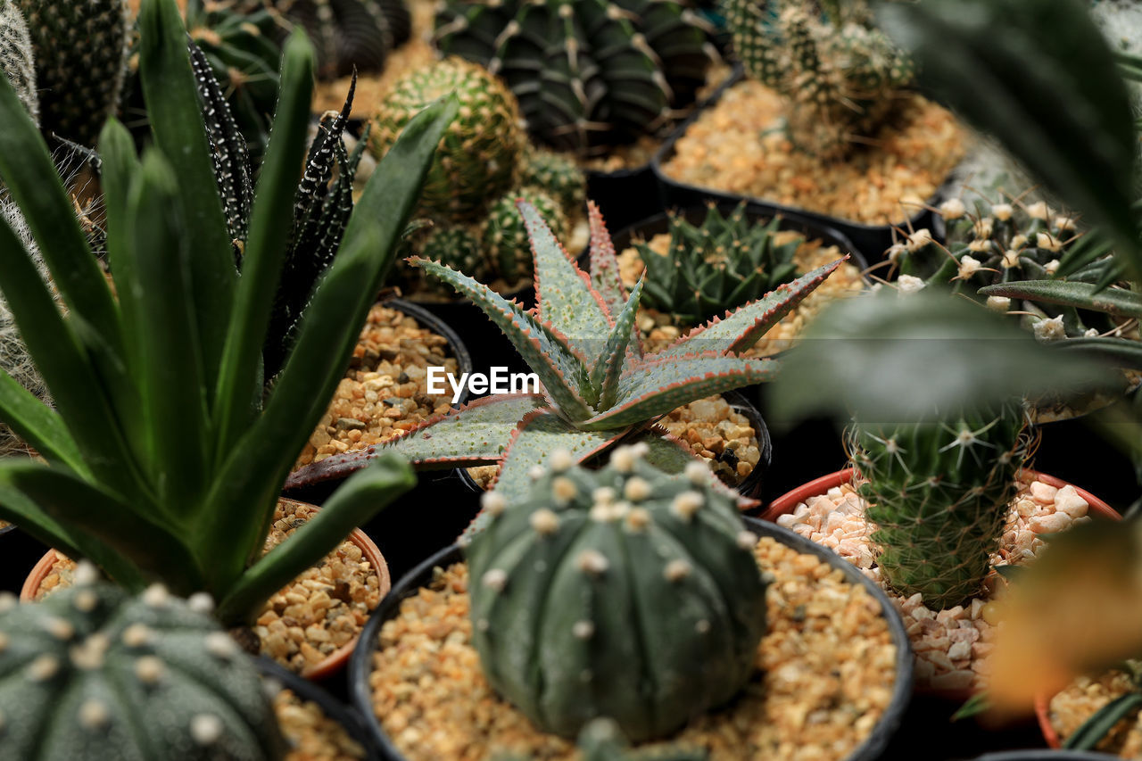 CLOSE-UP OF SUCCULENT PLANTS