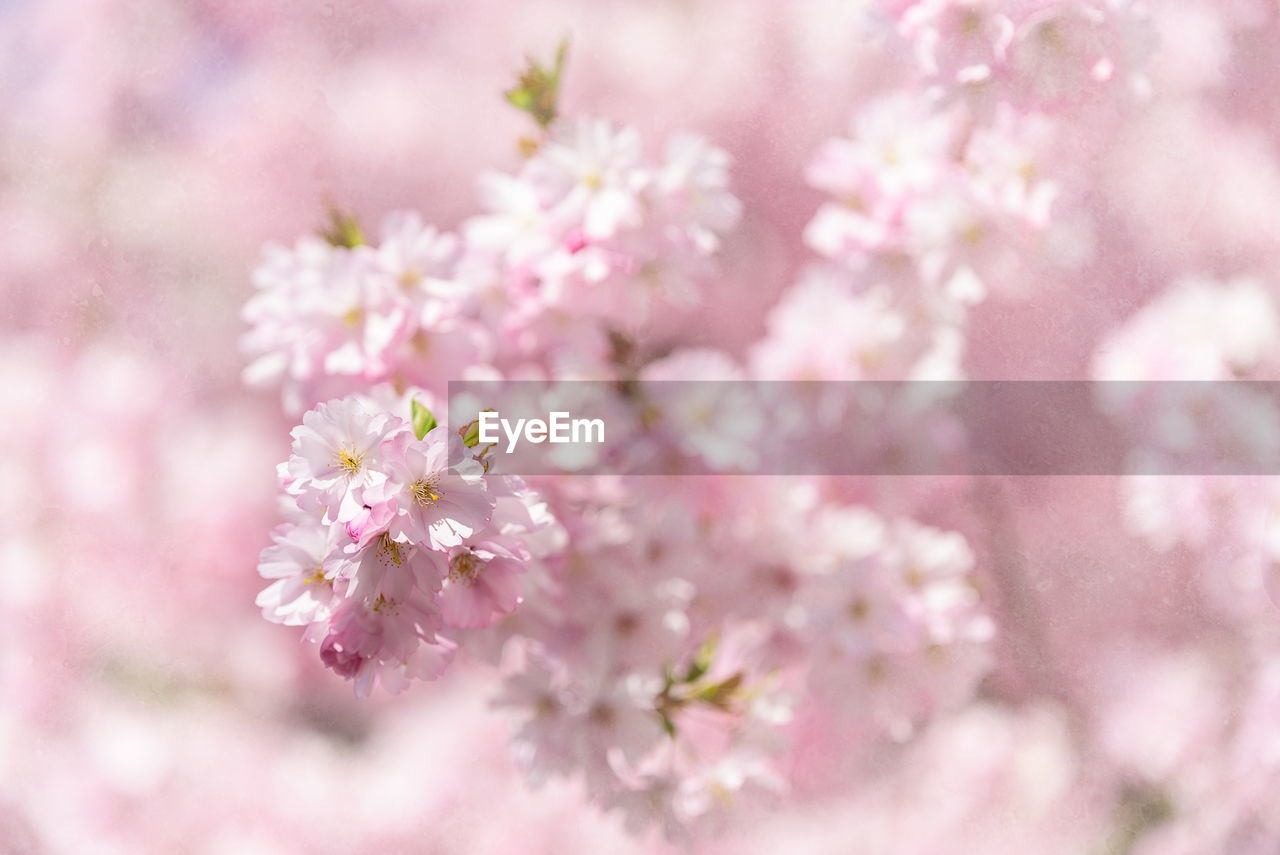 Close-up of fresh flowers blooming on tree