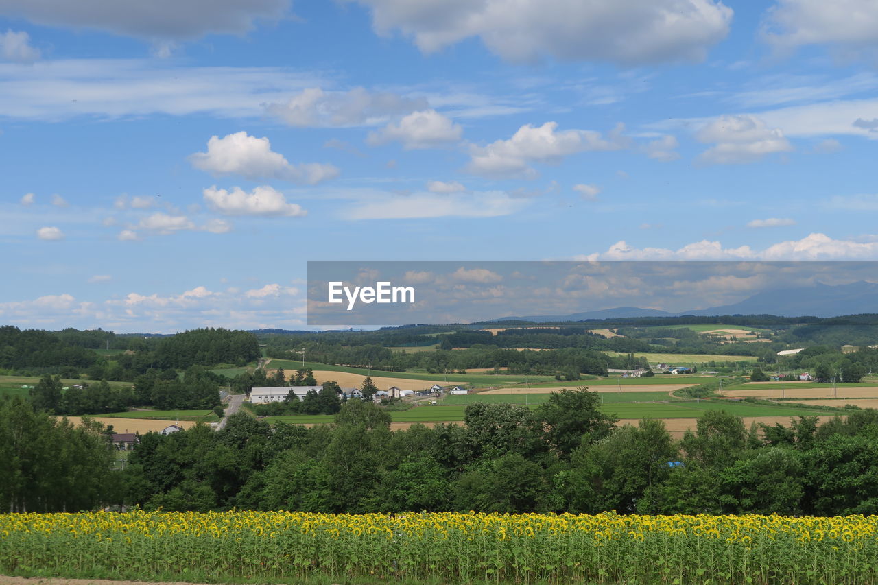 Scenic view of field against sky