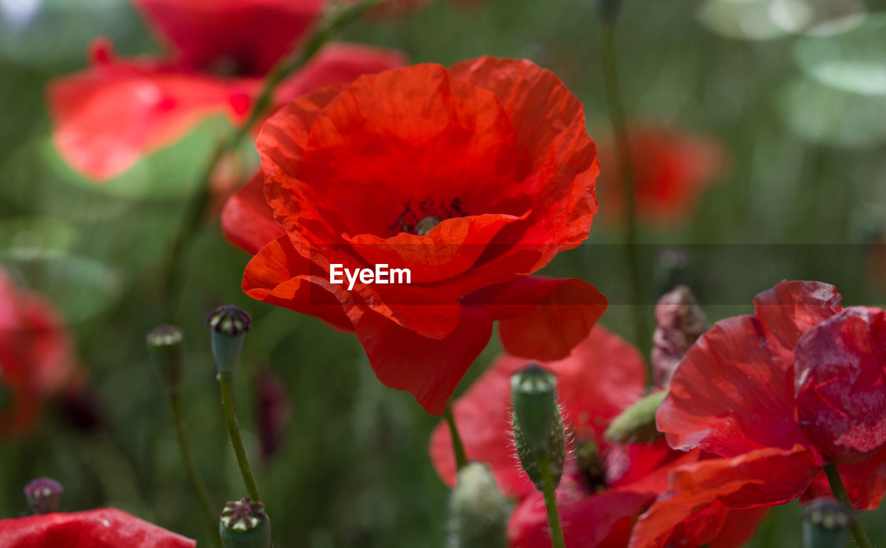 close-up of red poppy flowers