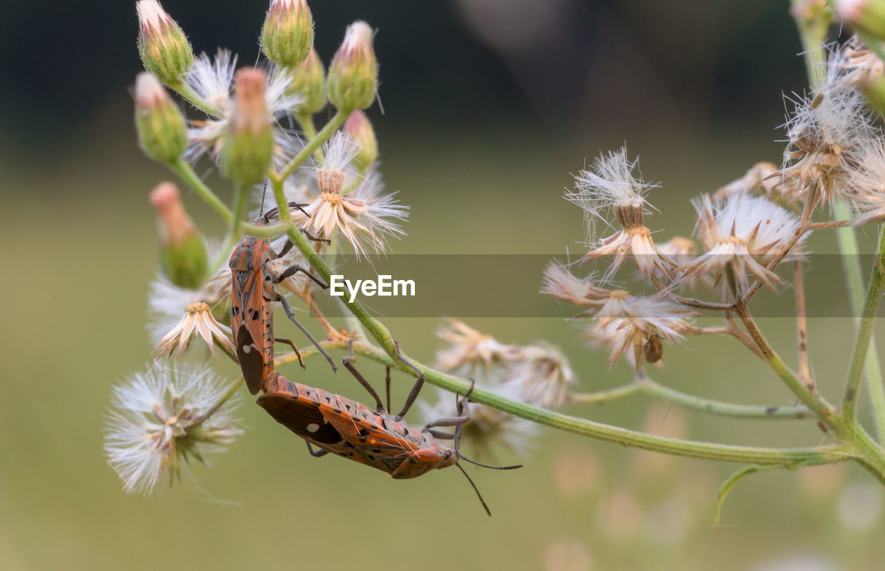 Close-up of insect on flower