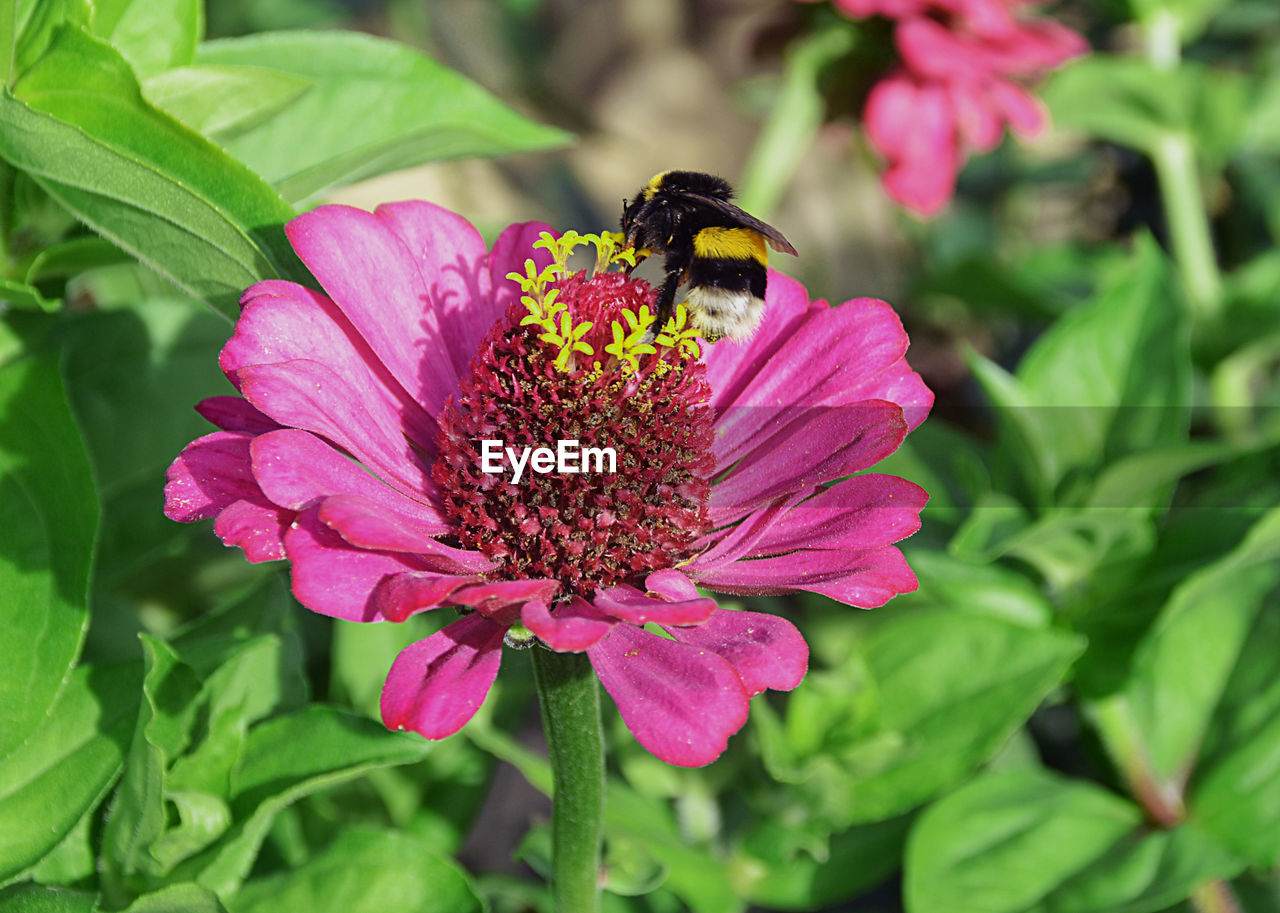 Close-up of honey bee on pink flower