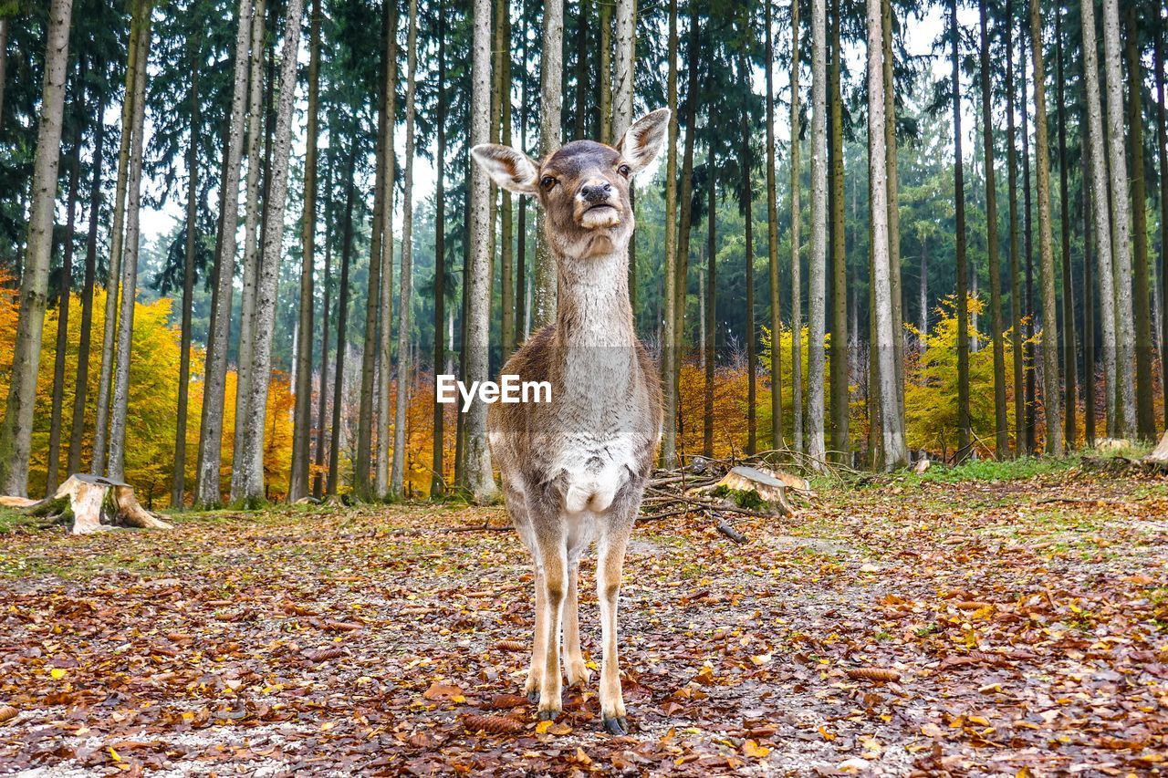 Deer standing on field during autumn