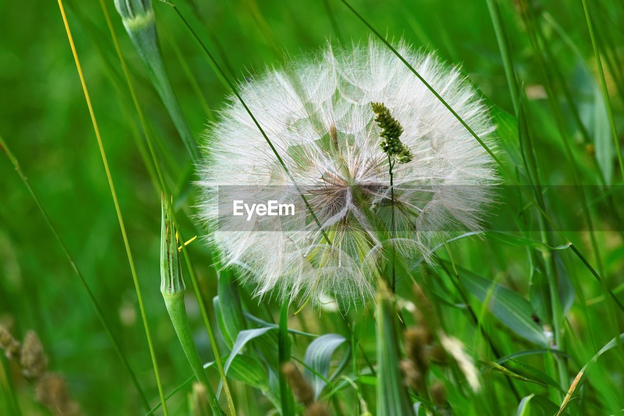 Close-up of dandelion on field