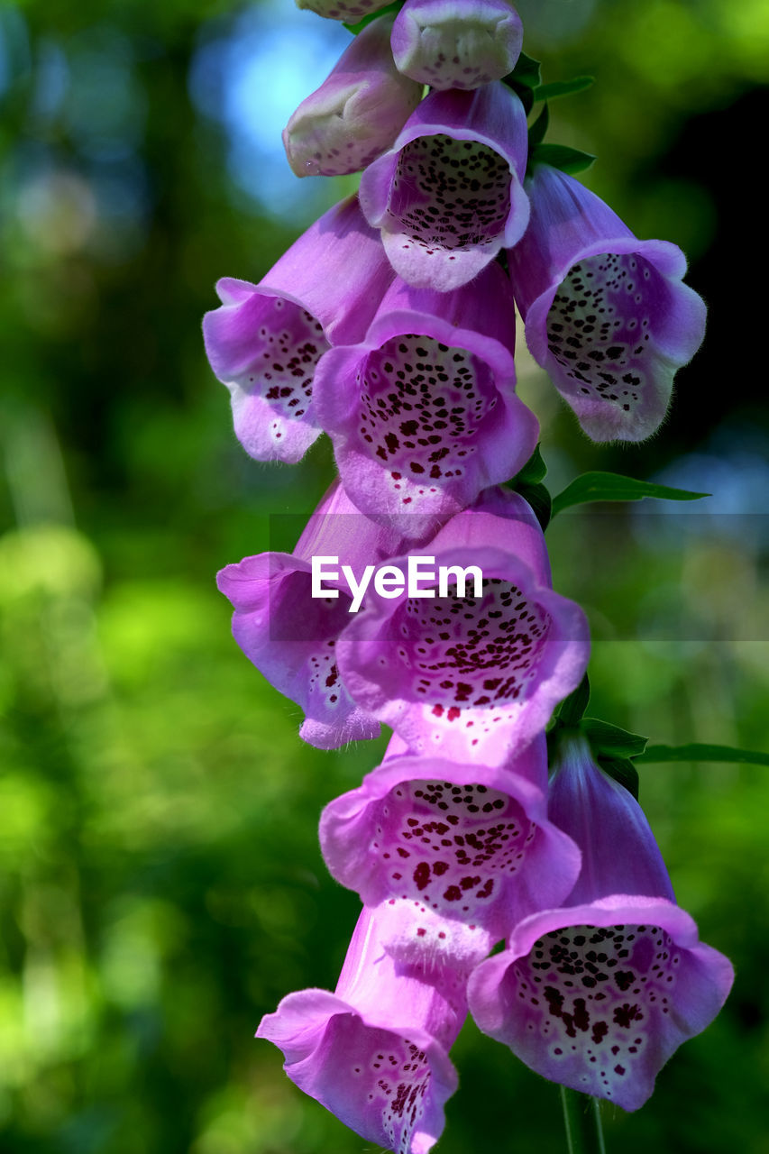 Close-up of foxglove blooming at park