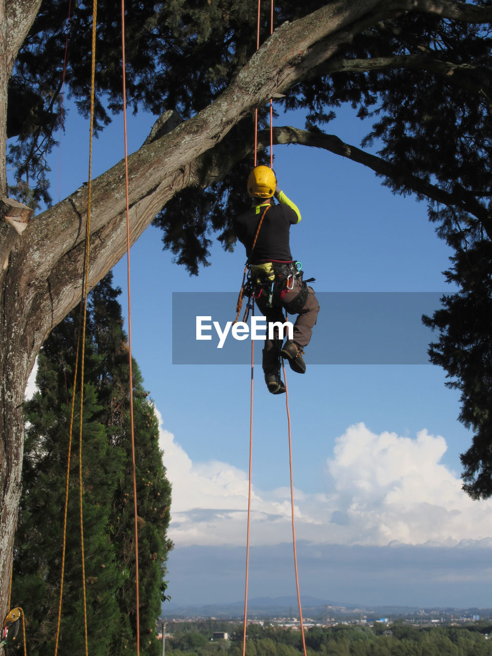 Tree surgeon lumberjack hanging from a big tree