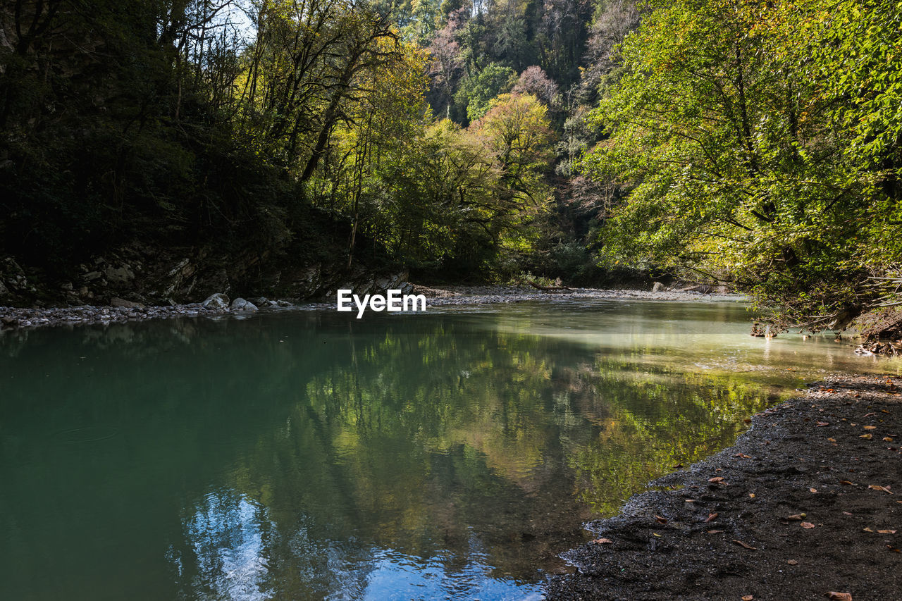 Scenic view of lake in forest