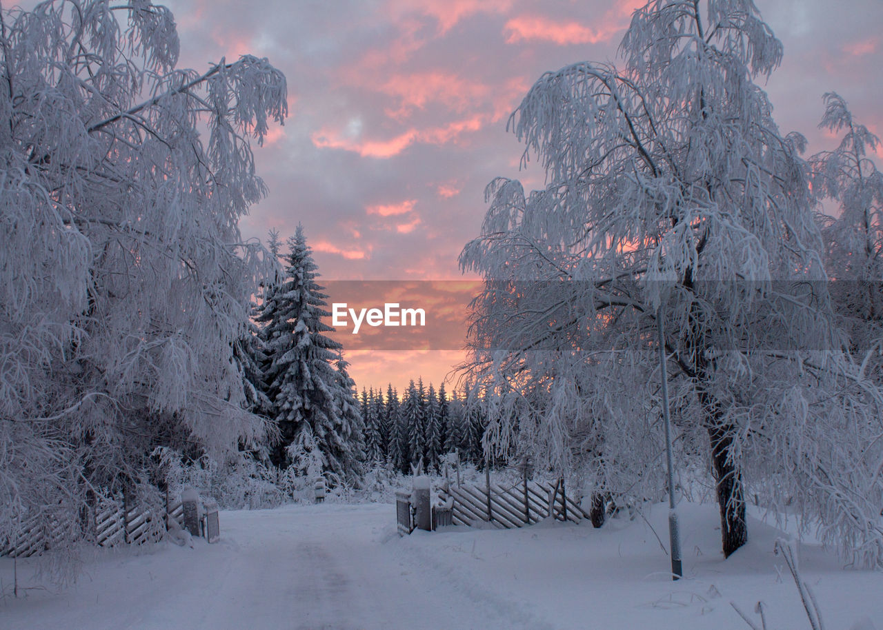 Trees in forest during sunset