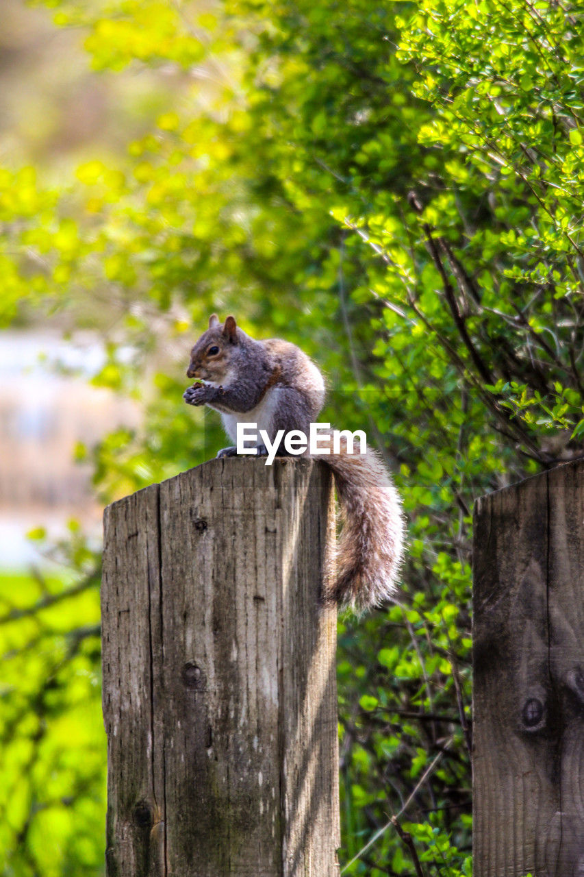 Squirrel on tree stump 