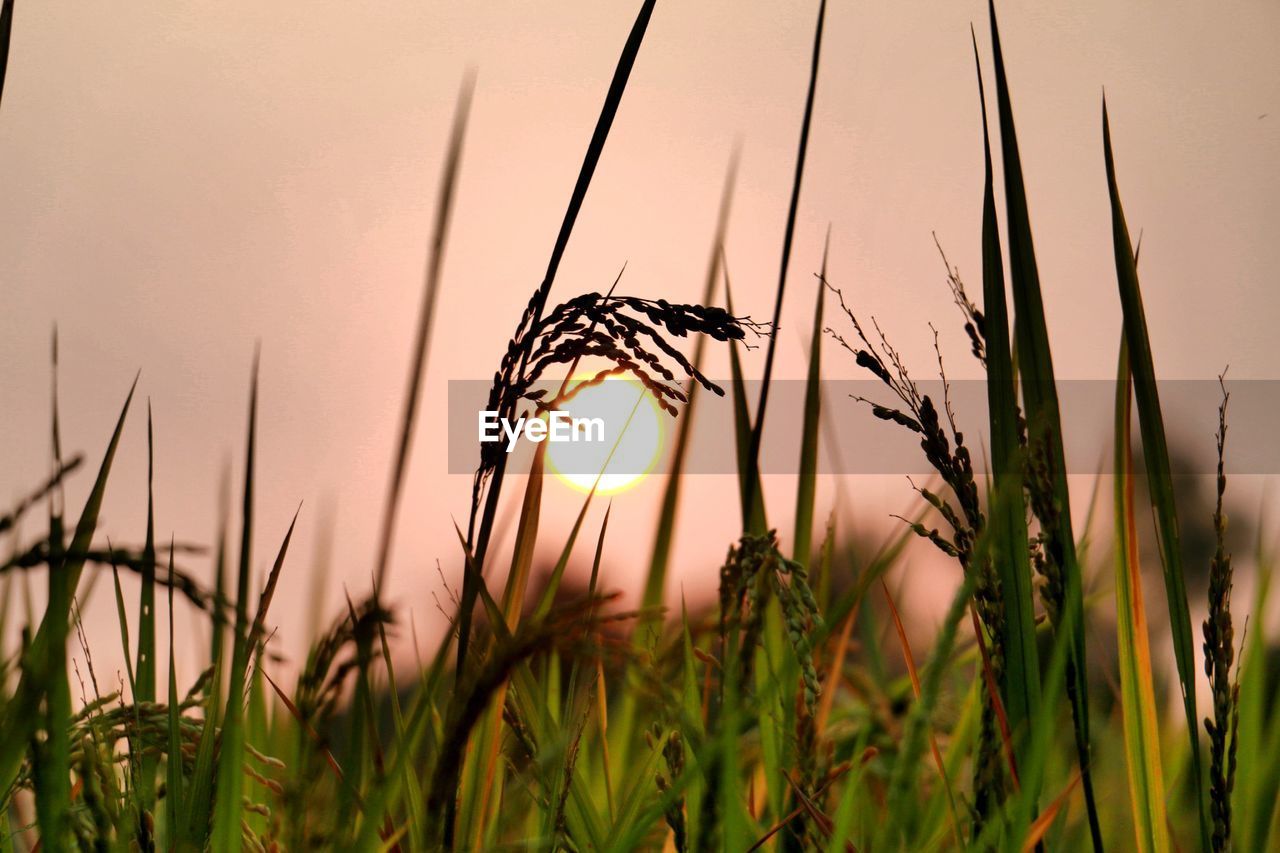 Close-up of wheat growing on field