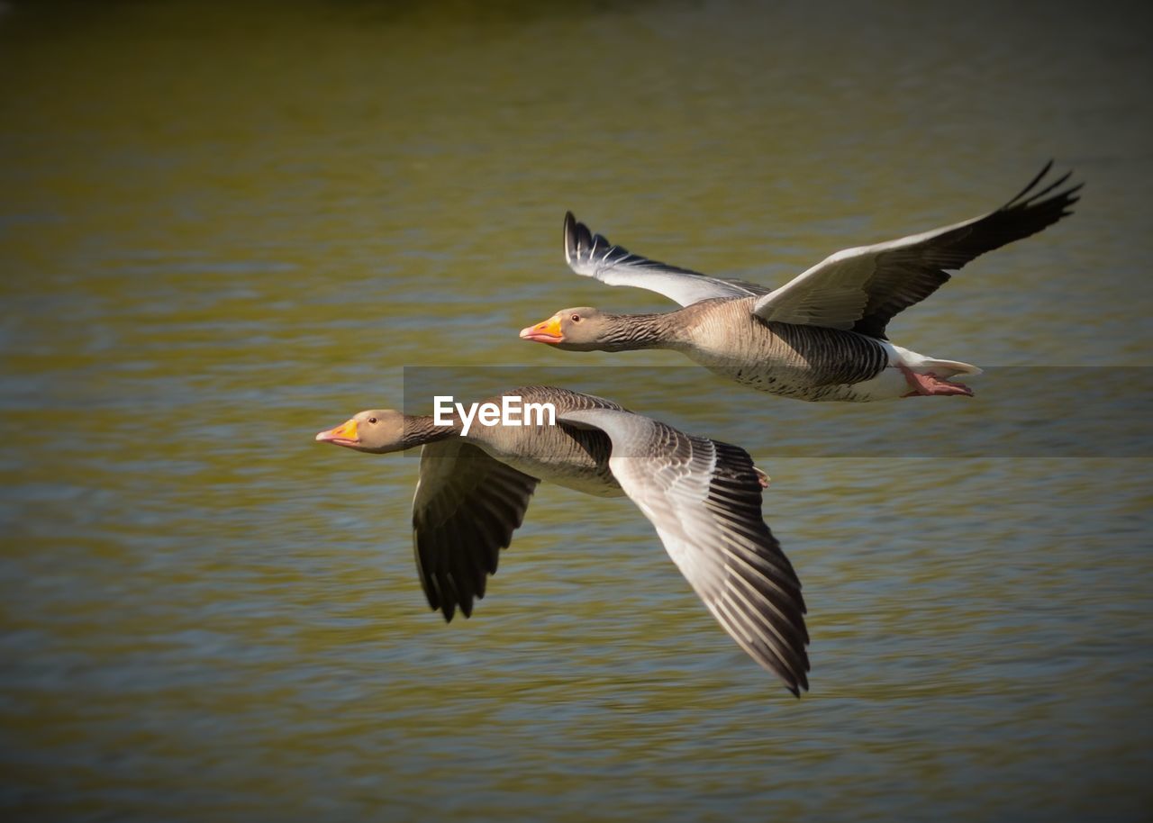 Geese in flight