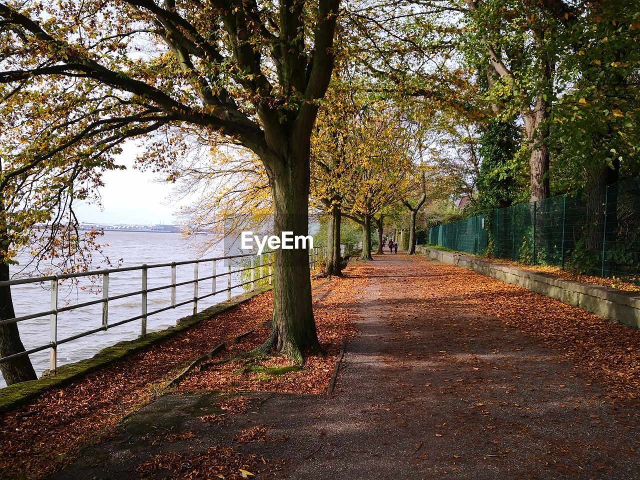 FOOTPATH AMIDST TREES