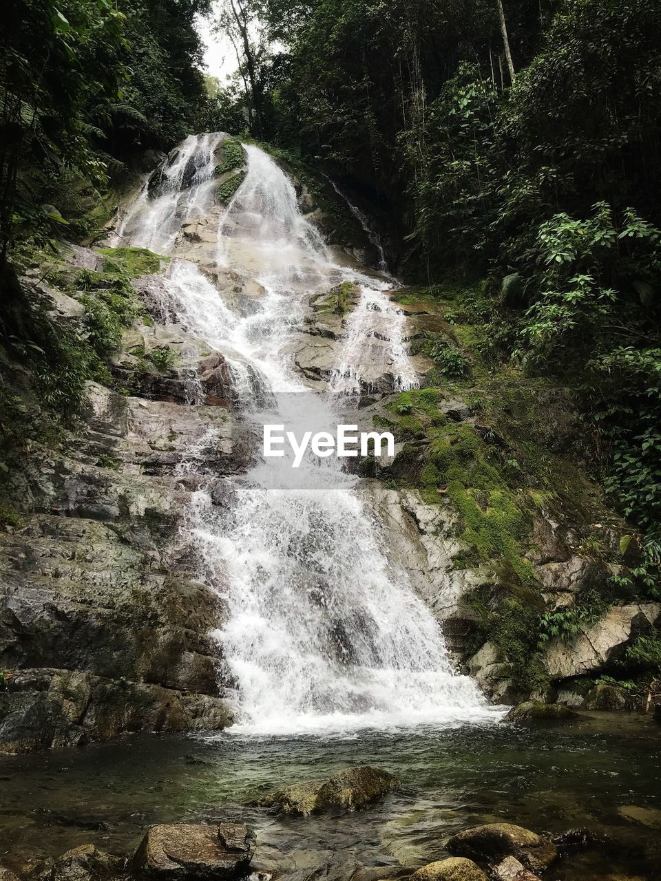 Scenic view of waterfall in forest