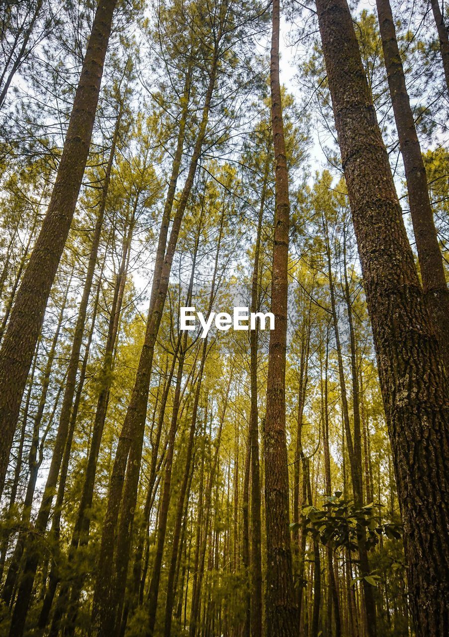 LOW ANGLE VIEW OF BAMBOO FOREST