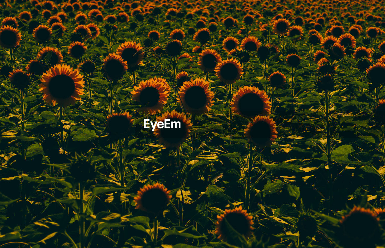 Close-up of yellow flowering plants on field