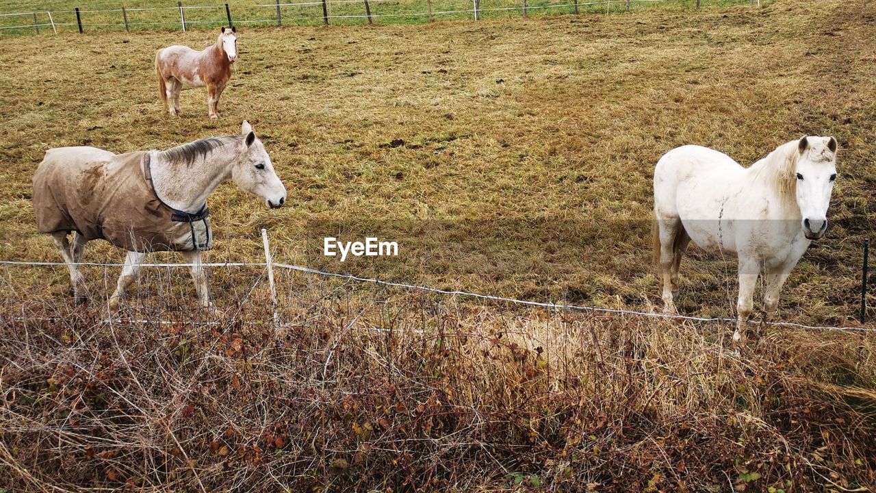 mammal, animal, animal themes, domestic animals, group of animals, livestock, pasture, pet, farm, field, land, grazing, plant, grass, rural area, herd, nature, agriculture, fence, no people, day, landscape, sheep, two animals, horse, herbivorous, standing, rural scene, meadow, outdoors, animal wildlife, white, environment