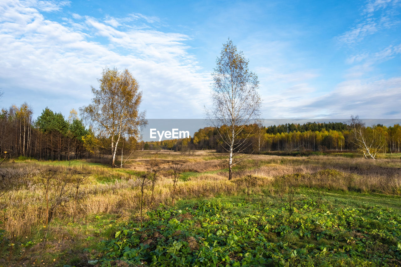 PLANTS GROWING ON LAND