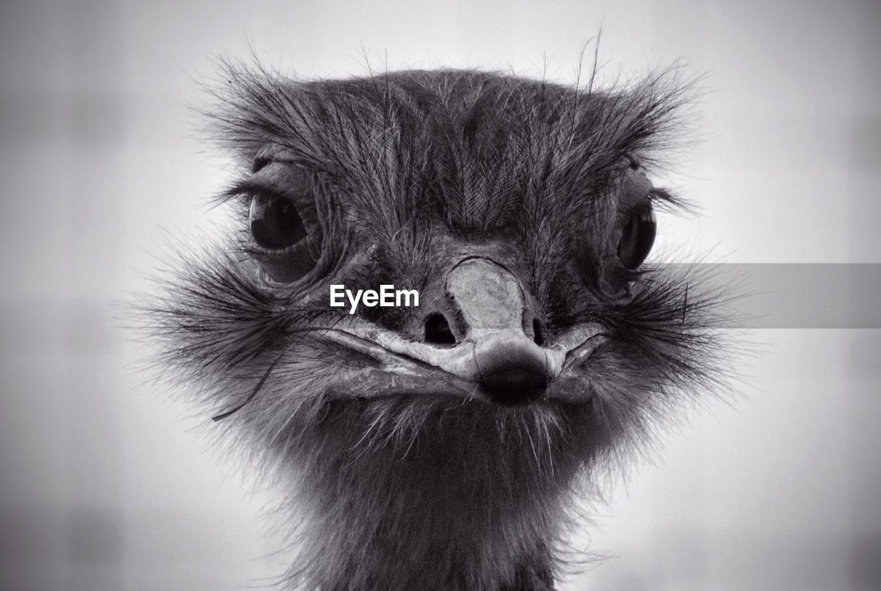 Close-up portrait of emu