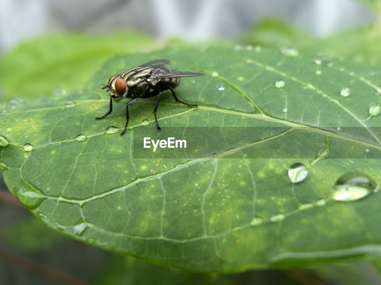 Close-up of housefly on leaf