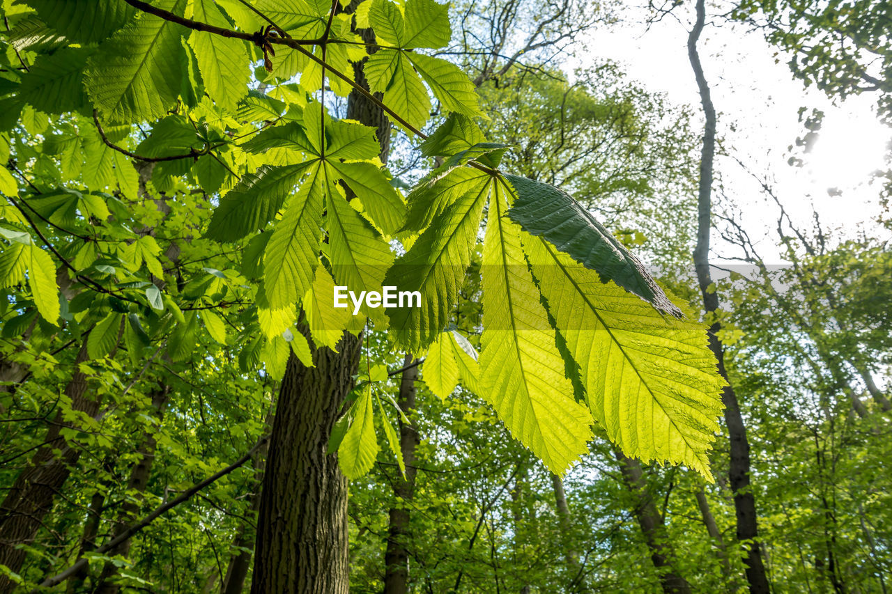 LOW ANGLE VIEW OF TREE AMIDST PLANTS IN FOREST