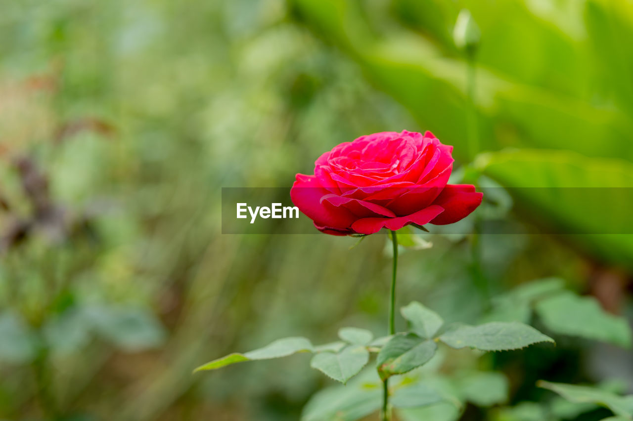 CLOSE-UP OF RED FLOWER BLOOMING