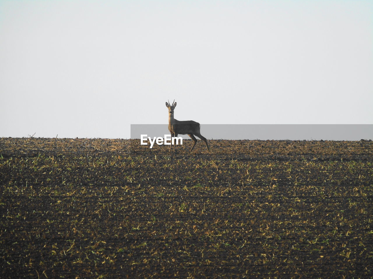 YOUNG MAN STANDING ON FIELD AGAINST CLEAR SKY