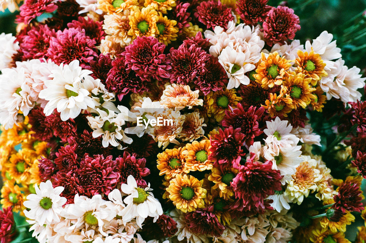 High angle view of colorful flowers