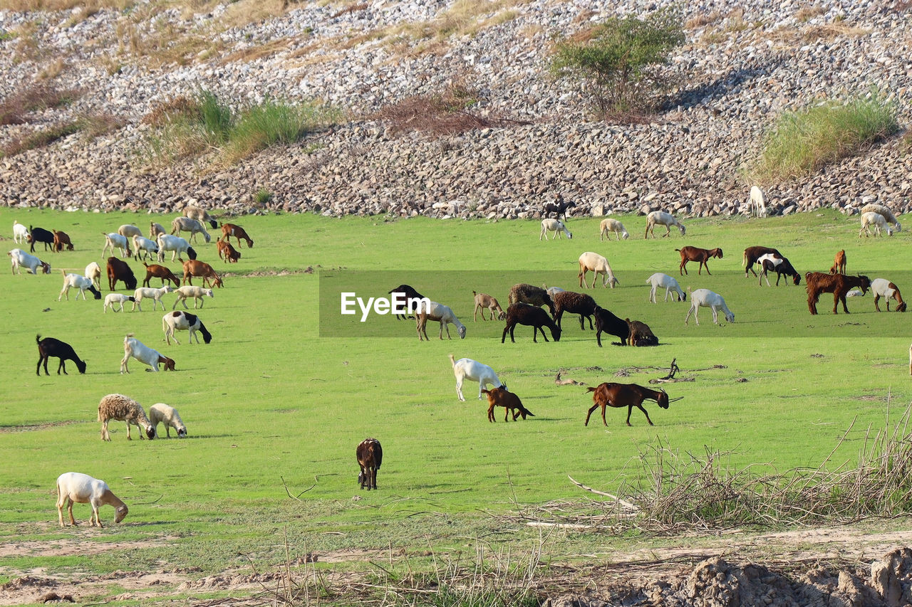 A herd of goats graze in the meadow