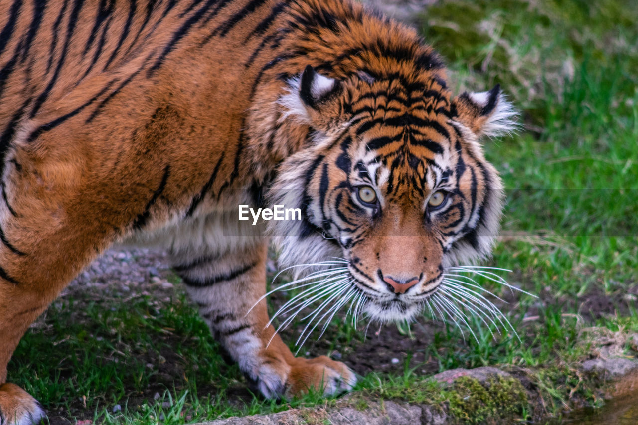 Portrait of tiger in zoo