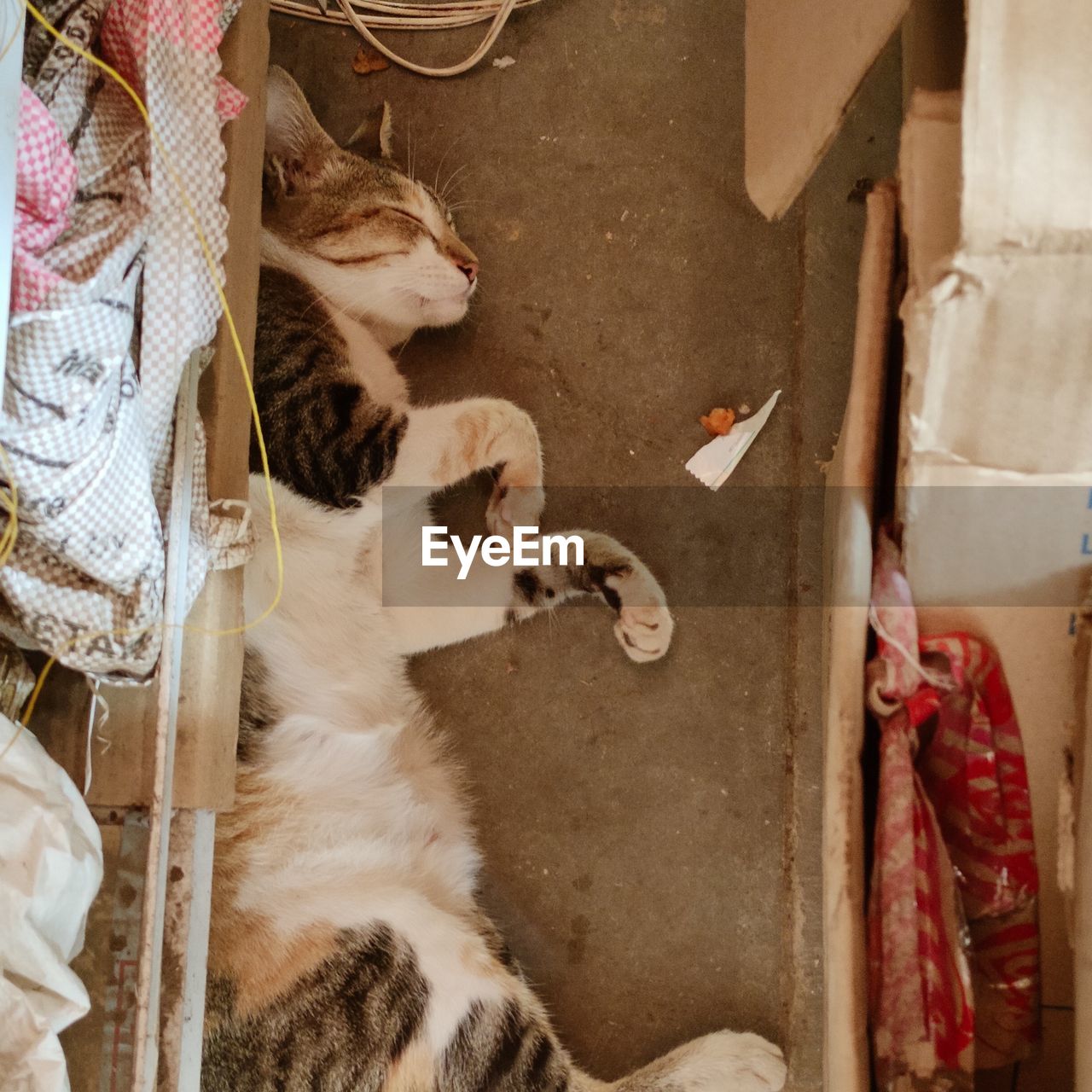 cat, animal, animal themes, domestic animals, pet, mammal, one animal, no people, art, high angle view, indoors, carnivore