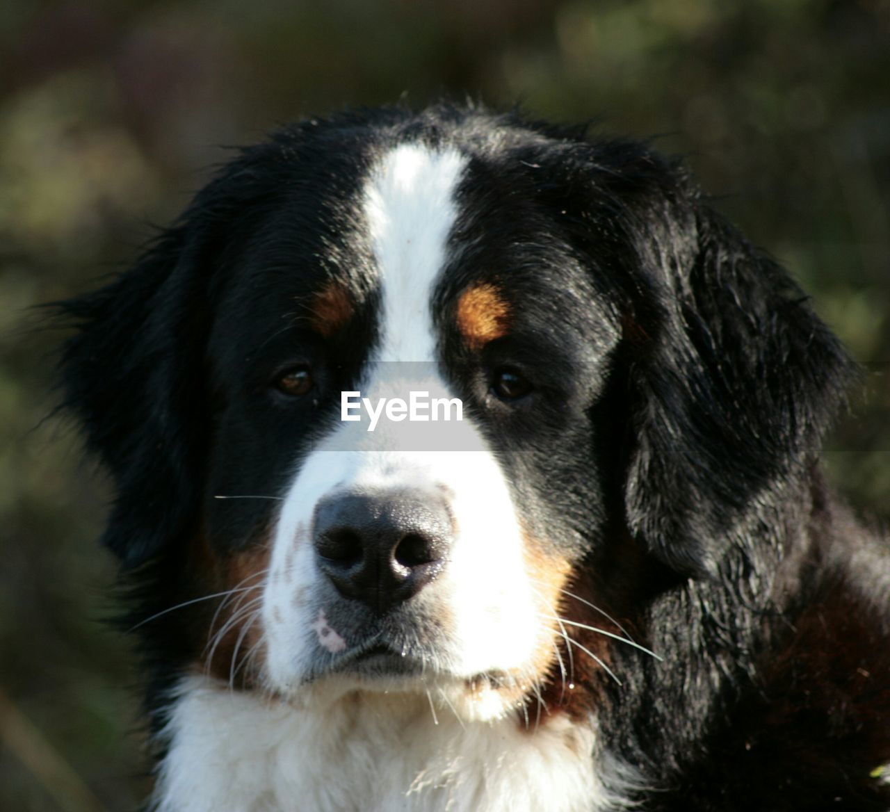 Portrait of bernese mountain dog