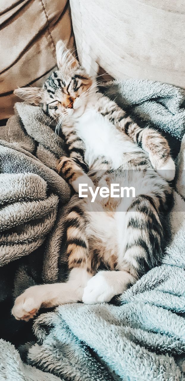 High angle view of cat sleeping on bed