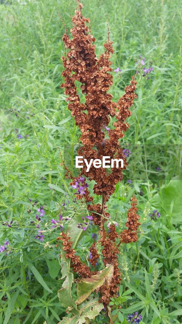 CLOSE-UP OF FLOWERS GROWING ON FIELD