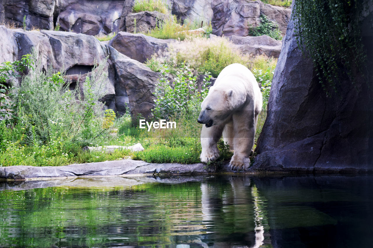 Bear standing at lakeshore against rock formations