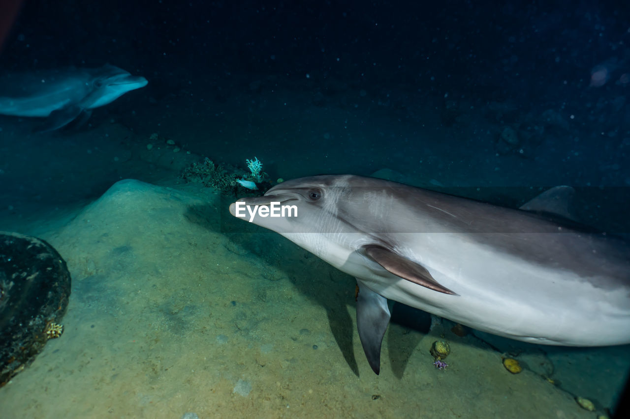 One dolphin swimming in the red sea, eilat israel a.e