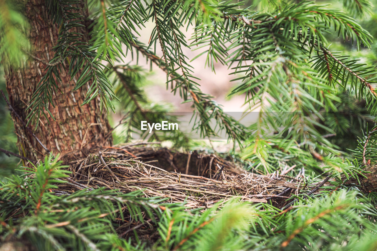 An empty bird nest in a fir tree