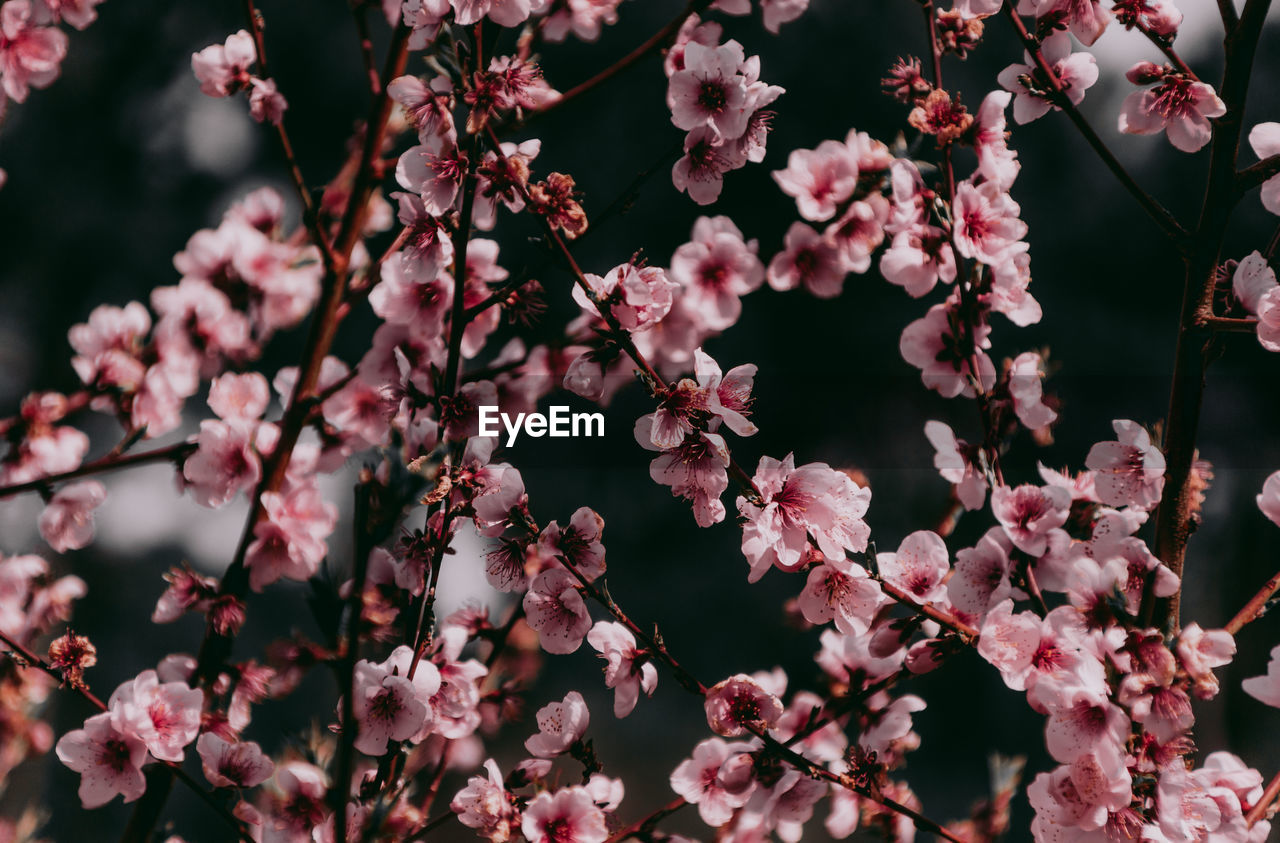 Close-up of pink cherry blossoms during spring