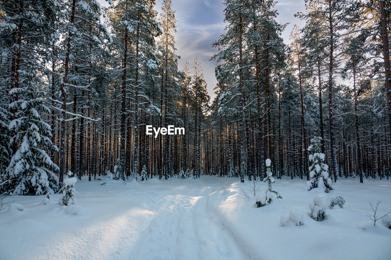 Trees on snow covered field during winter in finland