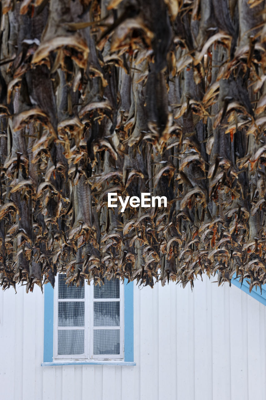 Stockfish, unsalted fish hanging to dry in reine, lofoten, norway, europe
