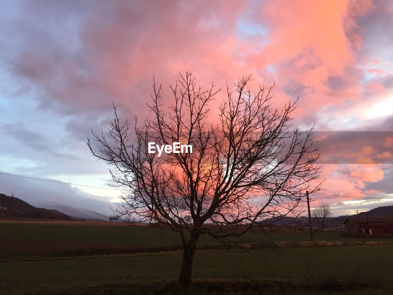 SILHOUETTE BARE TREE ON FIELD AGAINST SKY