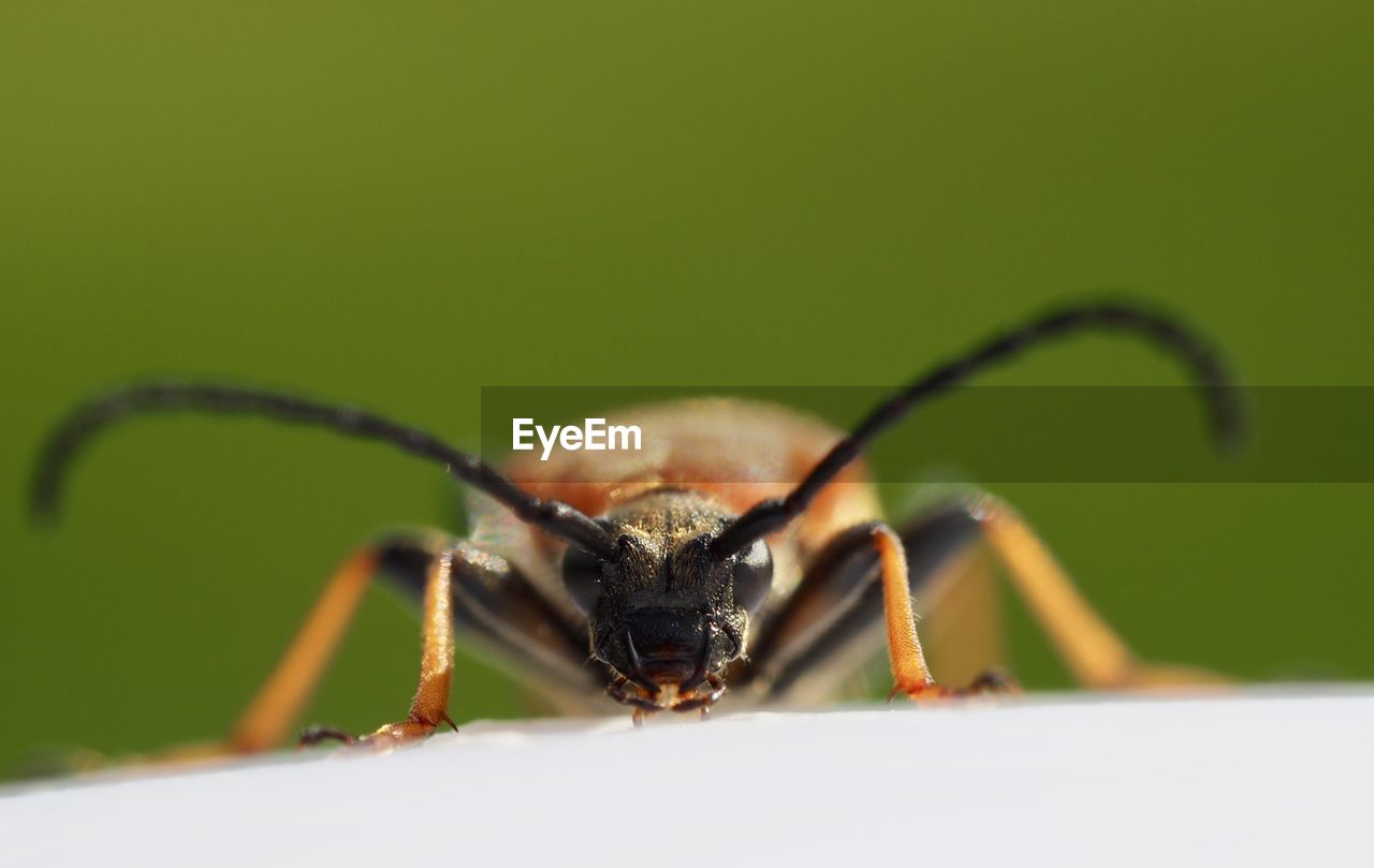 Close-up of insect