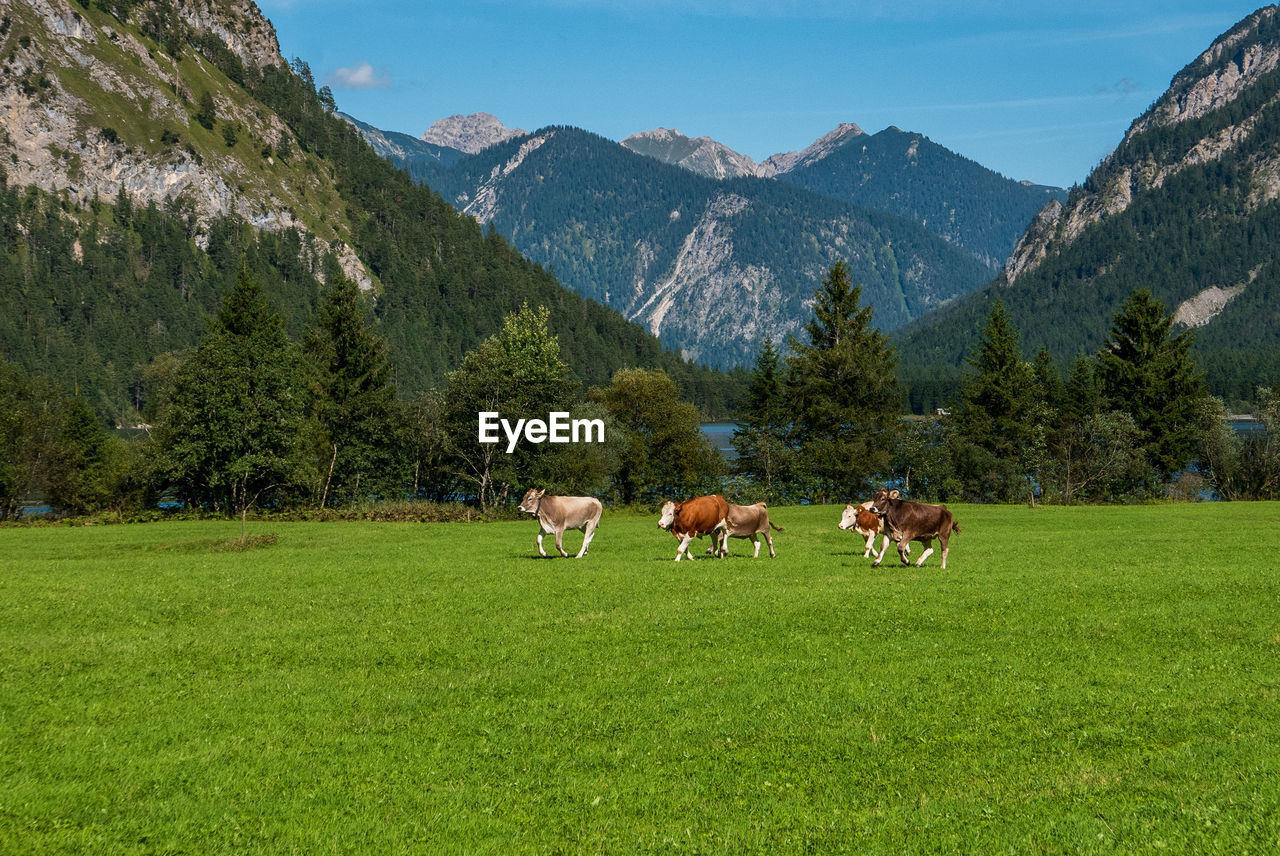 Cows in a field