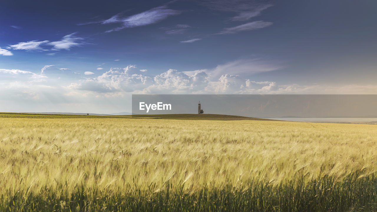 Scenic view of agricultural field against sky