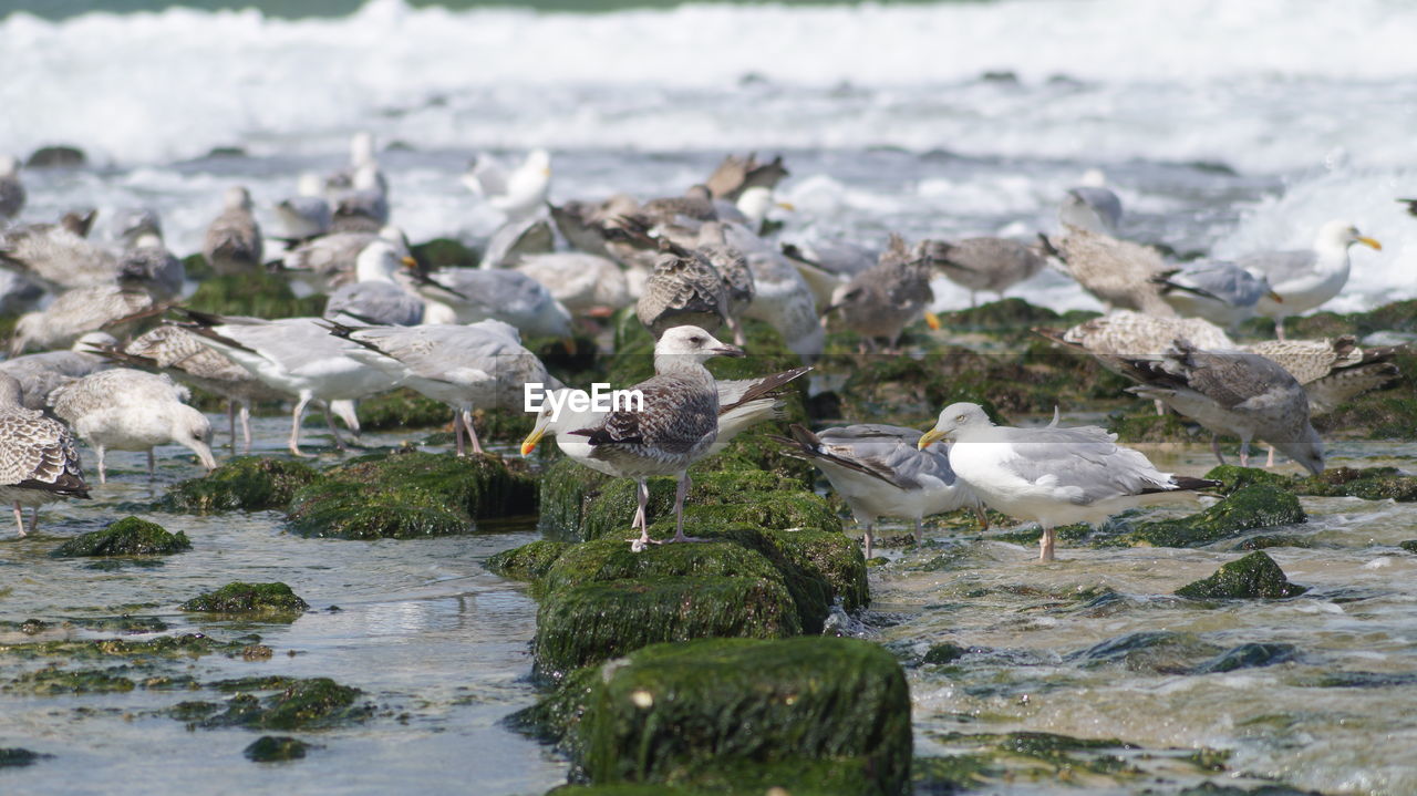 Birds perching at lake