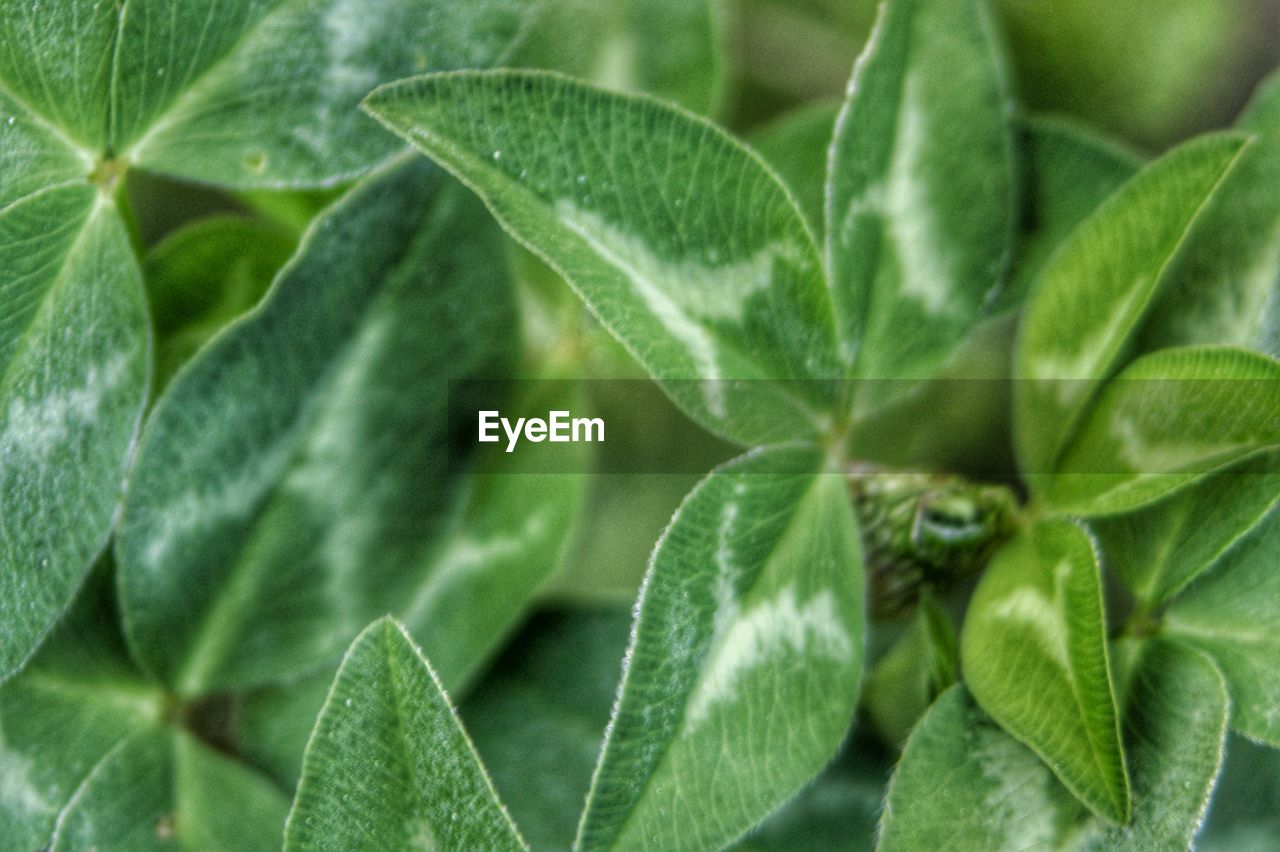 Close-up of green leaves