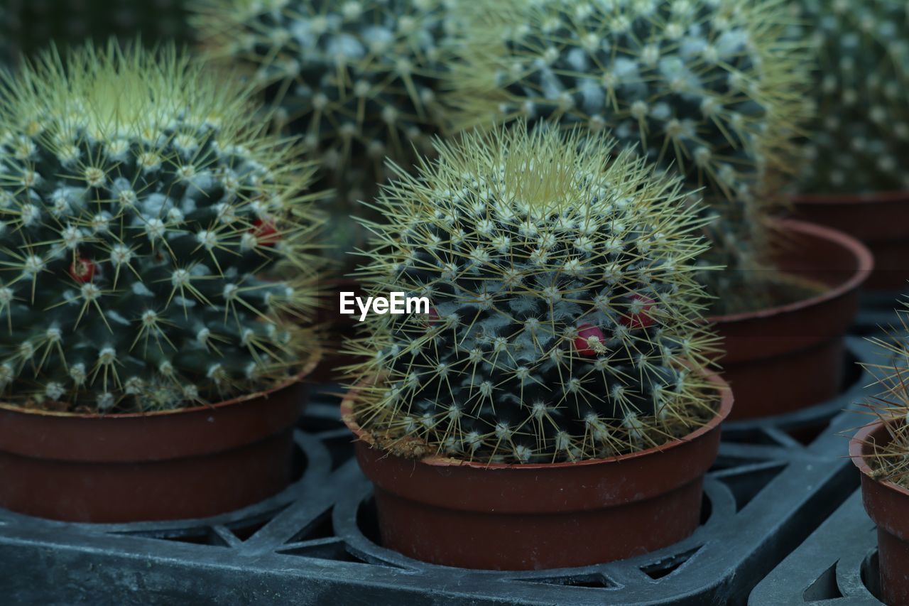 Close-up of cactus